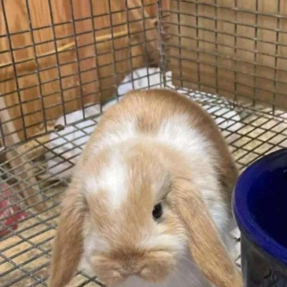 Meet your Posher, Brandy